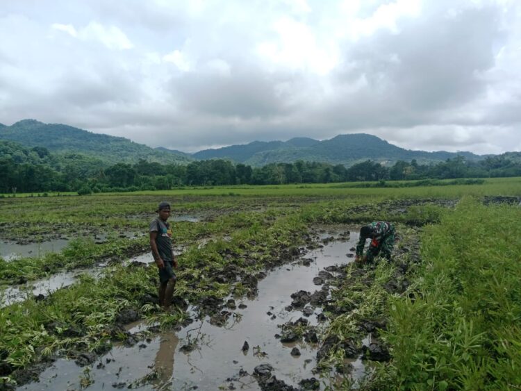 Percepat Masa Tanam, Babinsa Tabundung Bantu Petani Olah Lahan