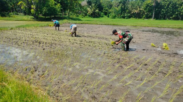 Babinsa Sertu Darusman Turun Kesawah Tanam Padi Bersama Petani di Kelurahan Wangga