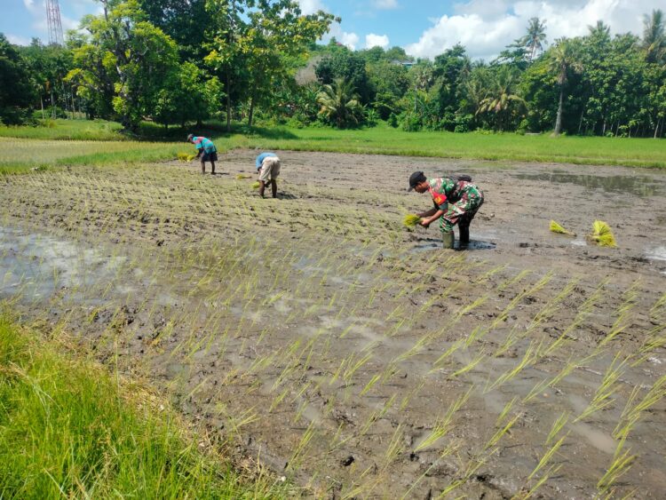 Babinsa Sertu Darusman Turun Kesawah Tanam Padi Bersama Petani di Kelurahan Wangga