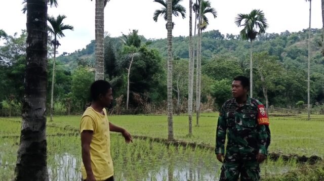 Babinsa Koramil 04/Tabundung Melaksanakan Pendampingan Dengan Petani