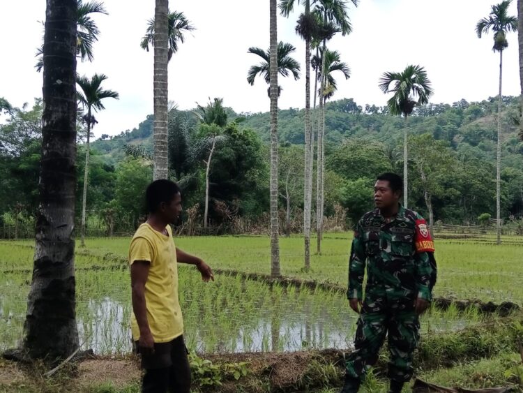 Babinsa Koramil 04/Tabundung Melaksanakan Pendampingan Dengan Petani Babinsa Koramil 04/Tabundung Melaksanakan Pendampingan Dengan Petani