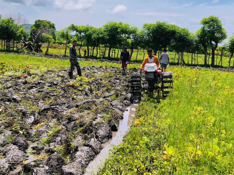 Babinsa Karera Melaksanakan Pendampingan Hanpangan Penyiapan Lahan Sawah