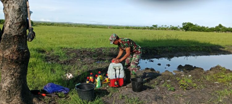 Babinsa Serka Fajarudin Laksanakan Penyemprotan Rumput untuk Persiapan Tanam Semangka