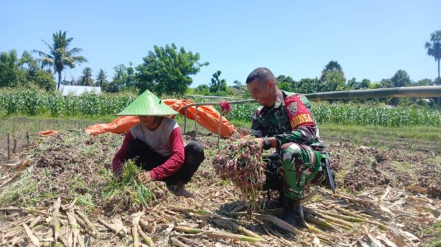 Babinsa Koramil 05/ Waingapu Damping Dan Bantu Petani Panen Bawang Merah