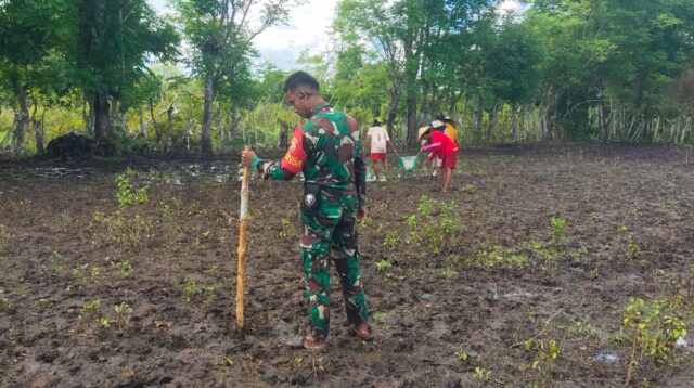 Tingkatkan Ketahanan Pangan, Babinsa Rindi Umalulu Bantu Petani Tanam Padi
