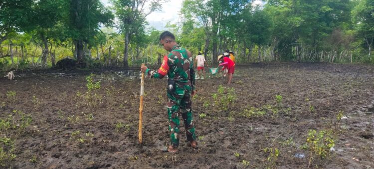 Tingkatkan Ketahanan Pangan, Babinsa Rindi Umalulu Bantu Petani Tanam Padi