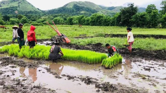 Dukung Percepatan Masa Tanam, Babinsa Karera Bantu Petani Cabut Bibit Padi