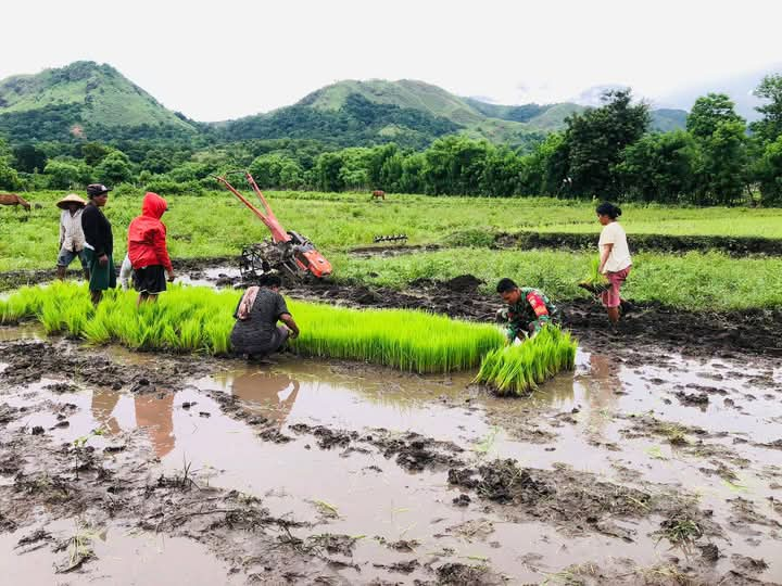 Dukung Percepatan Masa Tanam, Babinsa Karera Bantu Petani Cabut Bibit Padi