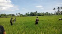 Terjun Langsung ke Sawah, Babinsa Koramil 05/ Waingapu Bantu Petani Penyiangan Rumput Padi