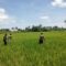 Terjun Langsung ke Sawah, Babinsa Koramil 05/ Waingapu Bantu Petani Penyiangan Rumput Padi