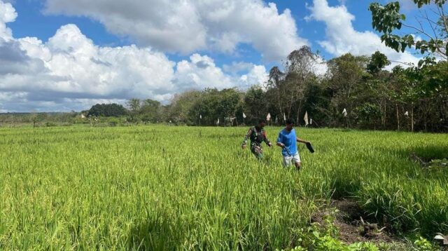 Babinsa Koramil 02/Rindi Umalulu Berikan Motivasi Kepada Petani Padi di Wilayah Binaan