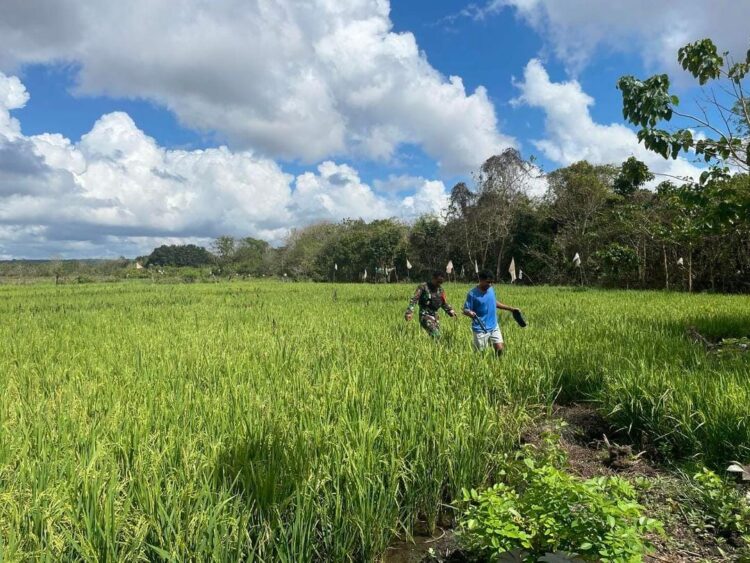 Babinsa Koramil 02/Rindi Umalulu Berikan Motivasi Kepada Petani Padi di Wilayah Binaan