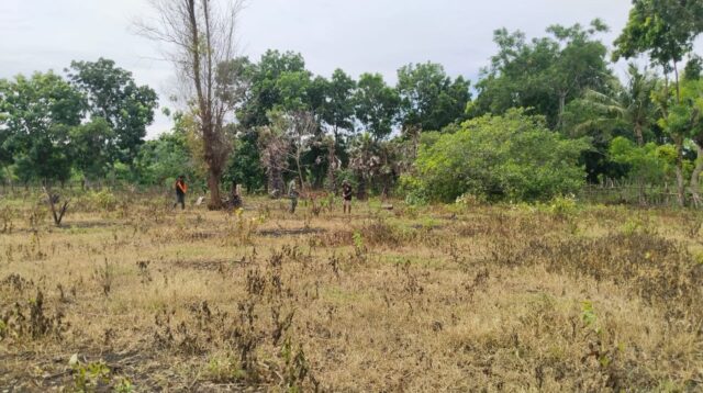 Tingkatkan Ketahanan Pangan, Babinsa Karera Bantu Warga Tanam Padi Dan Jagung