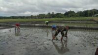 Dukung Ketahanan Pangan Wilayah, Babinsa Koramil 03/Pahunga Lodu Bantu Petani Tanam Padi