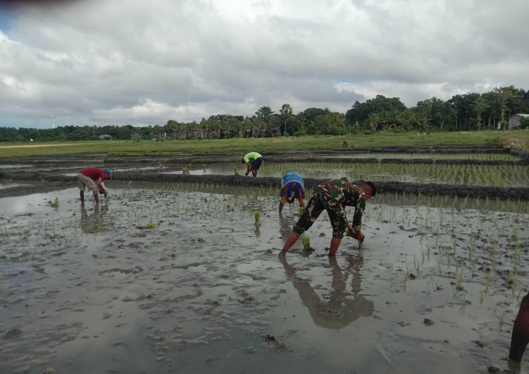 Dukung Ketahanan Pangan Wilayah, Babinsa Koramil 03/Pahunga Lodu Bantu Petani Tanam Padi