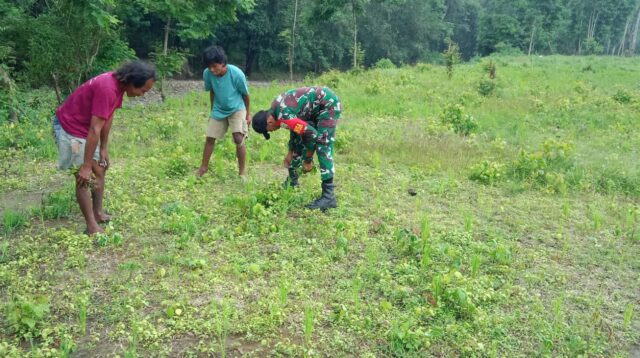 Babinsa Pratu Denis Bantu Petani Membersihkan Gulma Pada Tanaman Padi
