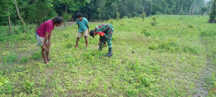 Babinsa Pratu Denis Bantu Petani Membersihkan Gulma Pada Tanaman Padi