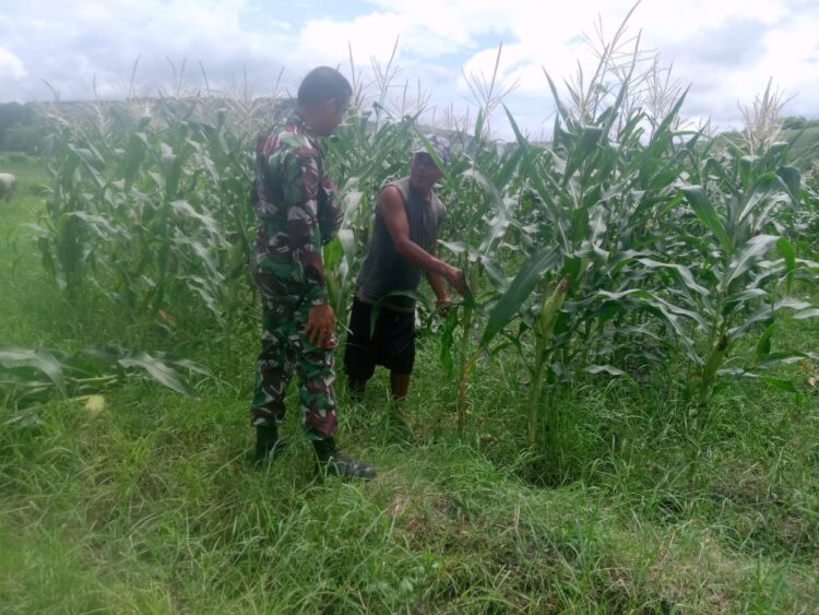 Babinsa Serda Syamsurijal Bantu Petani Bersihkan Gulma Pada Tanaman Jagung