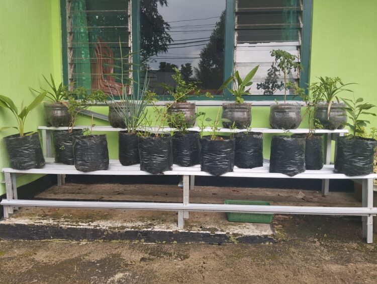 Demi Meningkatkan Ketahanan Pangan Koramil 1219/Salopa Demi Meningkatkan Ketahanan Pangan Koramil 1219/Salopa