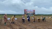 Polres Sumba Barat Gelar Penanaman Jagung Serentak untuk Dukung Ketahanan Pangan