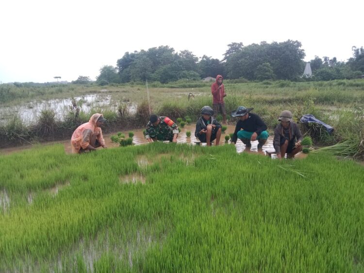 Sukseskan Swasembada Pangan Babinsa Lewa Bantu Warga Cabut Bibit Padi Sawah