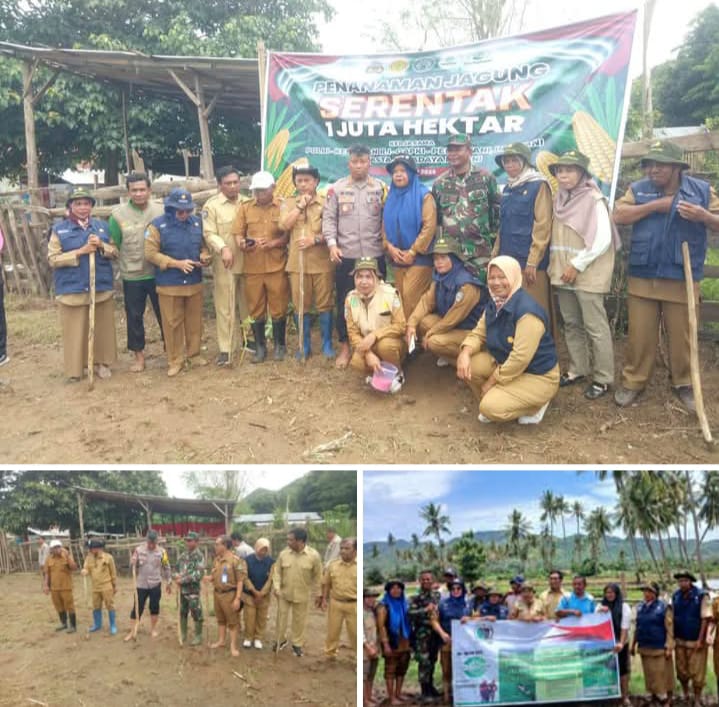 Koramil 07/Monta Dukung Gerakan Tanam Jagung Serentak 1 Juta Hektar