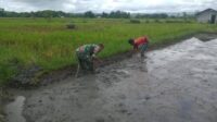 Dukung Ketahanan Pangan Babinsa Waingapu Bantu Petani Tanam Padi