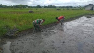 Dukung Ketahanan Pangan Babinsa Waingapu Bantu Petani Tanam Padi