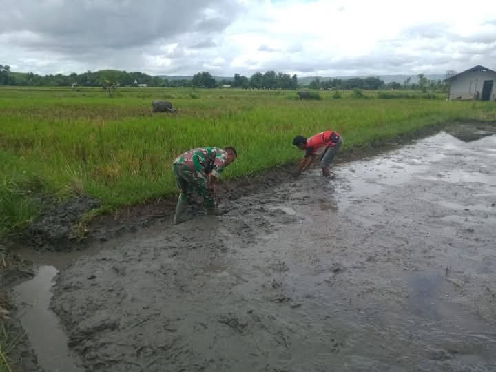 Dukung Ketahanan Pangan Babinsa Waingapu Bantu Petani Tanam Padi