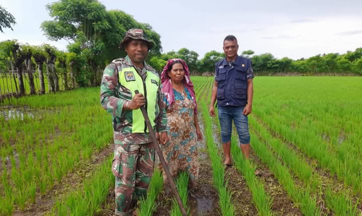Babinsa dan Bhabinkamtibmas Tanam Jagung untuk Ketahanan Pangan di Desa Lailunggi