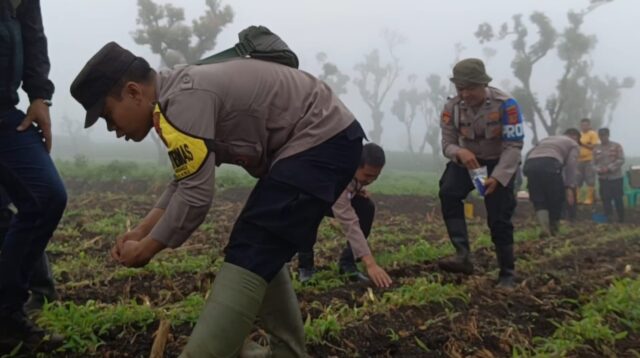 Tanam Jagung Serentak 1 Juta Hektar, Polsek Pameungpeuk Tanam di Kampung Citiis Babakan