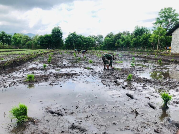 Babinsa Karera Bantu Petani Tanam Padi di Lahan Pertanian Desa Nggongi