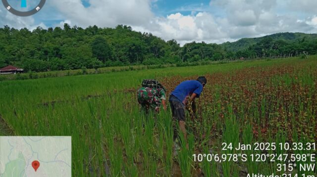 Babinsa Bantu Petani Bersihkan Gulma Pada Tanaman Padi Di Desa Praingkareha