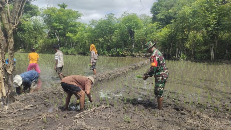 Tingkatkan Ketahanan Pangan, Babinsa Karera Aktif Bantu Petani Desa Praimadita Tanam Padi