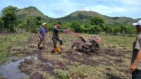 Babinsa Koramil 06/Karera Bantu Warga Desa Nggongi Bajak Sawah