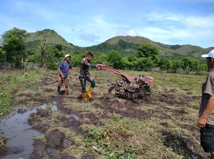 Babinsa Koramil 06/Karera Bantu Warga Desa Nggongi Bajak Sawah