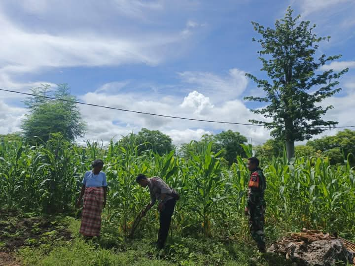 Babinsa Serda Armando Dampingi Petani Meninjau Tanaman Jagung Di Desa Rambangaru