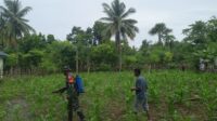 Babinsa Bantu Petani Semprot Hama dan Penyakit Pada Tanaman Jagung Milik Warga Desa Hadakamali