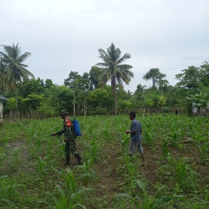 Babinsa Bantu Petani Semprot Hama dan Penyakit Pada Tanaman Jagung Milik Warga Desa Hadakamali