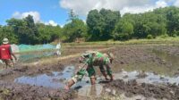 Babinsa Karera Bantu Petani Desa Tandula Jangga Menyiapkan Lahan Dengan Menggunakan Traktor