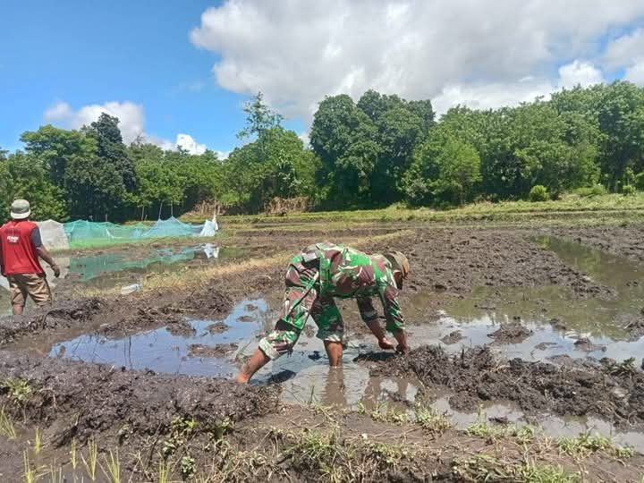 Babinsa Karera Bantu Petani Desa Tandula Jangga Menyiapkan Lahan Dengan Menggunakan Traktor