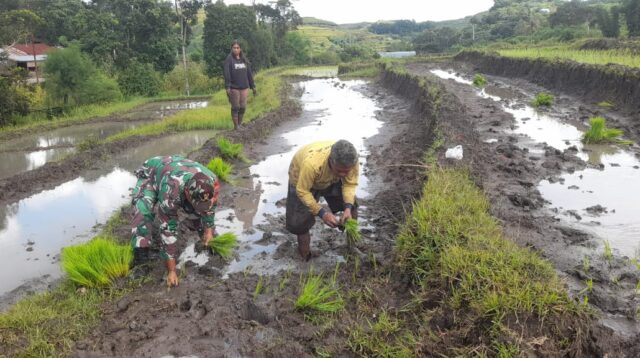 Babinsa Rindi Umalulu Bantu Petani Tanam Padi Di Desa Praibakul