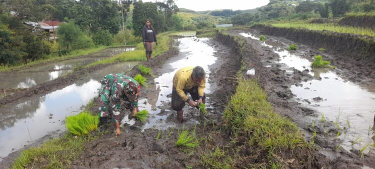 Babinsa Rindi Umalulu Bantu Petani Tanam Padi Di Desa Praibakul