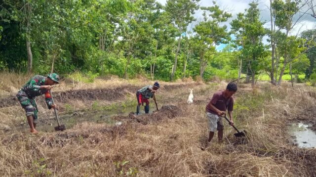 Babinsa Koramil 01/Lewa Bantu Petani Buat Pematang Sawah di Desa Kangeli