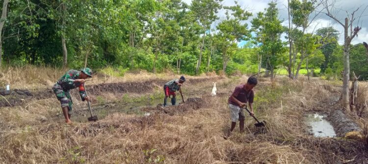 Babinsa Koramil 01/Lewa Bantu Petani Buat Pematang Sawah di Desa Kangeli