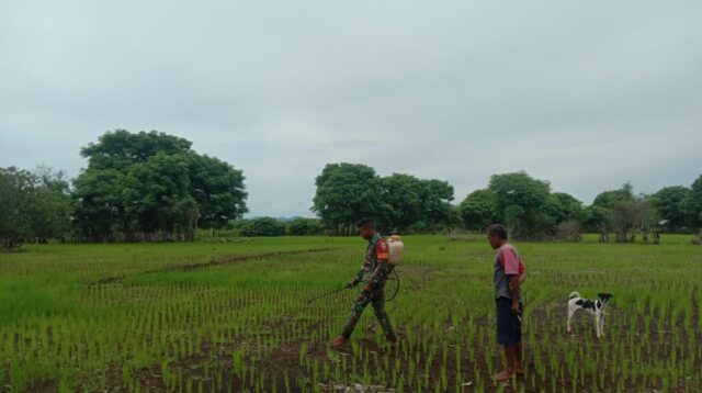 Kepedulian Babinsa Dampingi Petani Lakukan Penyemprotan Tanaman Padi Di Desa Tamma