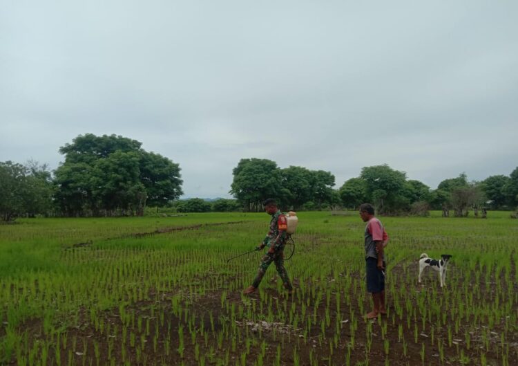 Kepedulian Babinsa Dampingi Petani Lakukan Penyemprotan Tanaman Padi Di Desa Tamma