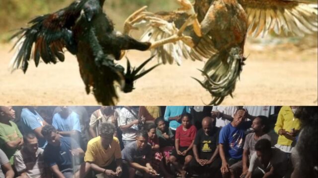 Judi Sambung Ayam dan Bola Guling Marak di Maktihan, Diduga Ada Dukungan Oknum Polisi