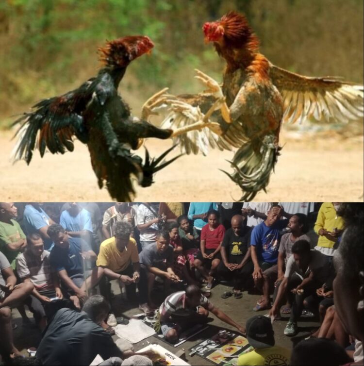 Judi Sambung Ayam dan Bola Guling Marak di Maktihan, Diduga Ada Dukungan Oknum Polisi Judi Sambung Ayam dan Bola Guling Marak di Maktihan, Diduga Ada Dukungan Oknum Polisi