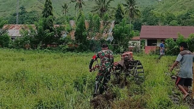 Babinsa Tabundung Bantu Warga Binaan Membajak Sawah Menggunakan Traktor
